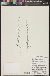 Thysanocarpus curvipes image