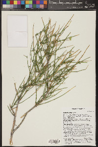 Ephedra viridis image