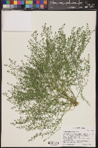 Lepidium oblongum image