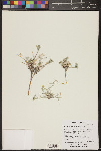 Physaria rectipes image