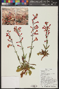 Penstemon utahensis image