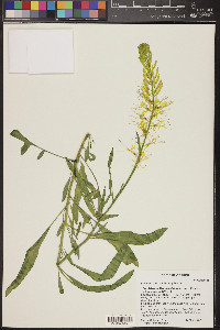 Stanleya pinnata image