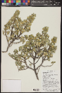 Shepherdia rotundifolia image