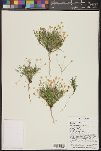 Thymophylla pentachaeta var. belenidium image