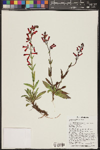 Penstemon utahensis image