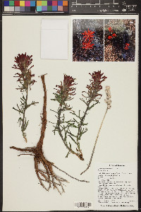 Castilleja chromosa image