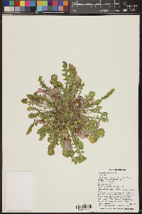 Oenothera cespitosa image