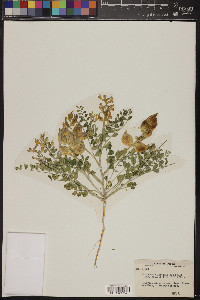 Astragalus lentiginosus var. fremontii image