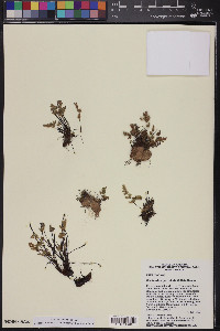 Myriopteris parryi image