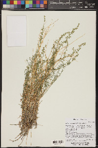 Artemisia carruthii image