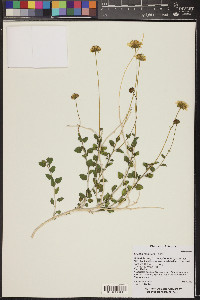 Encelia resinifera image