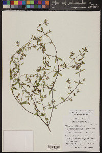 Chamaesyce hyssopifolia image