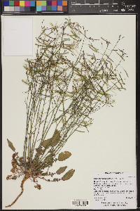 Camissonia walkeri image