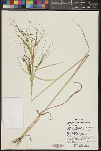 Heteropogon melanocarpus image