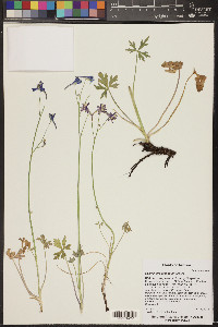 Delphinium scaposum image