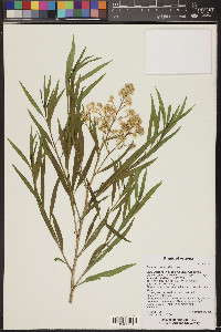 Baccharis salicina image