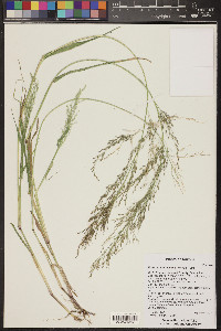 Eragrostis mexicana image