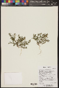 Calibrachoa parviflora image