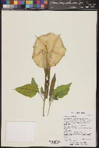 Datura wrightii image