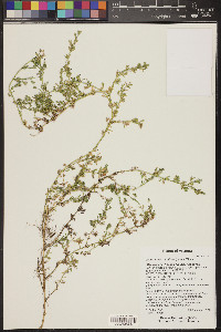 Calibrachoa parviflora image