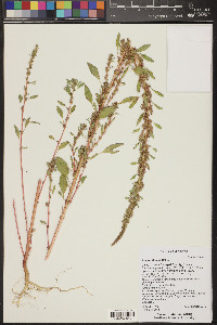 Amaranthus albus image