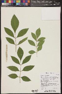 Fraxinus velutina image