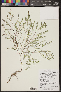 Euphorbia glyptosperma image