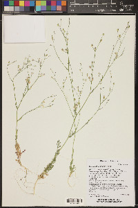 Gilia ophthalmoides image