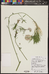 Thelypodium wrightii image