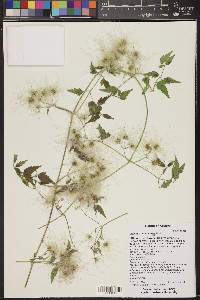 Clematis ligusticifolia image