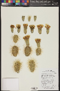 Cylindropuntia bigelovii image