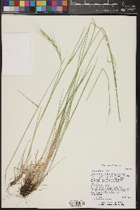 Elymus glaucus image