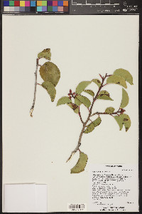 Rhus ovata image