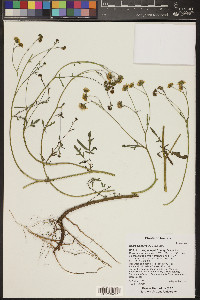 Hymenothrix dissecta image