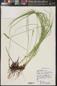 Carex occidentalis image