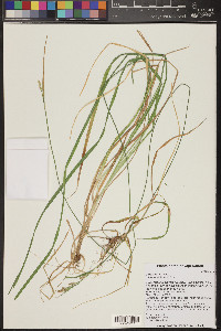 Carex aurea image