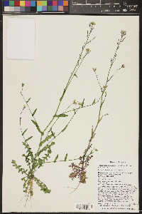 Thelypodiopsis purpusii image