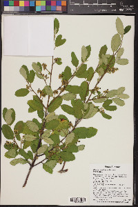 Frangula californica image