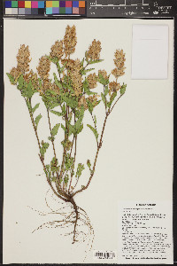 Dracocephalum parviflorum image