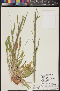 Eriogonum alatum image