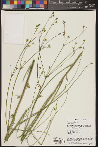 Eriogonum alatum image