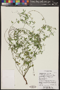 Rhynchosia senna image