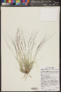 Aristida purpurea var. longiseta image