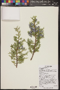 Juniperus osteosperma image