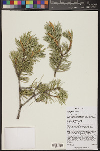 Pinus edulis image