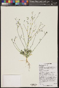 Gilia ophthalmoides image