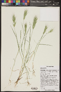 Bromus rubens image