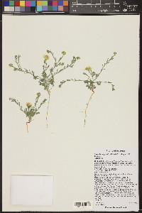 Xanthisma gracile image