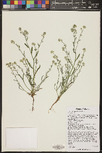 Cryptantha gracilis image