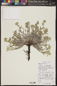 Oreocarya suffruticosa image